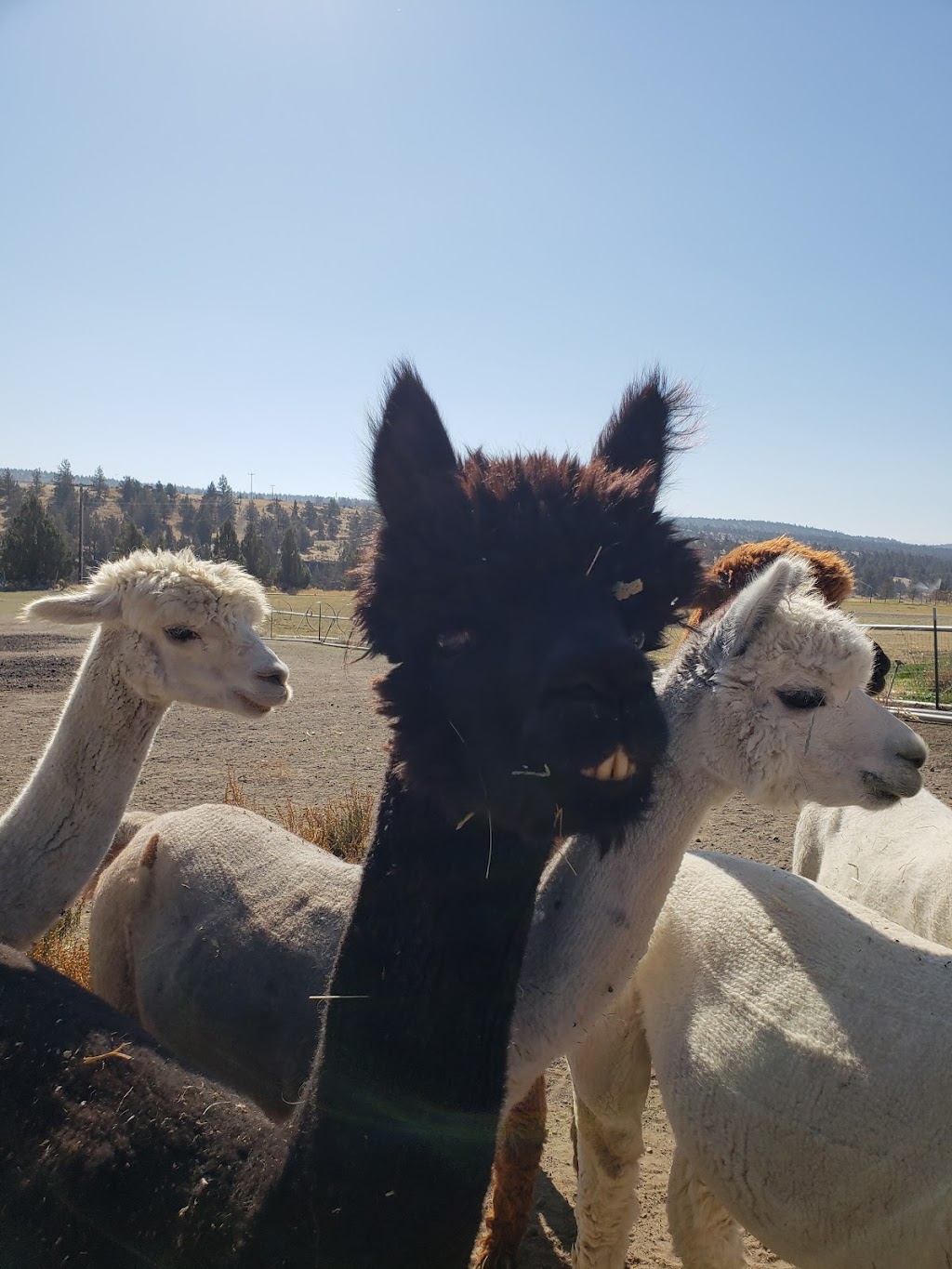 Faith Hope & Charity Vineyards | restaurant | 70450 NW Lower Valley Dr, Terrebonne, OR 97760, USA | 5415265075 OR +1 541-526-5075