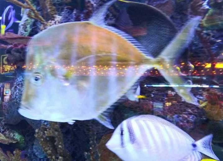 New Ocean Buffet | restaurant | 5831 Atlanta Hwy, Montgomery, AL 36117, USA | 3345937744 OR +1 334-593-7744