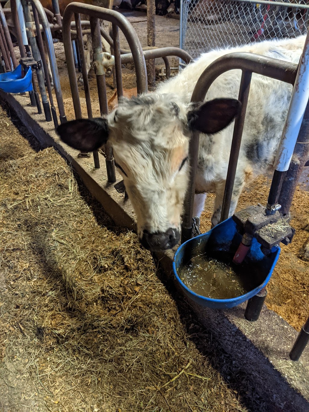 Bettencourt Dairy Farm | restaurant | 100 Simmons St, Rehoboth, MA 02769, USA | 5082525464 OR +1 508-252-5464