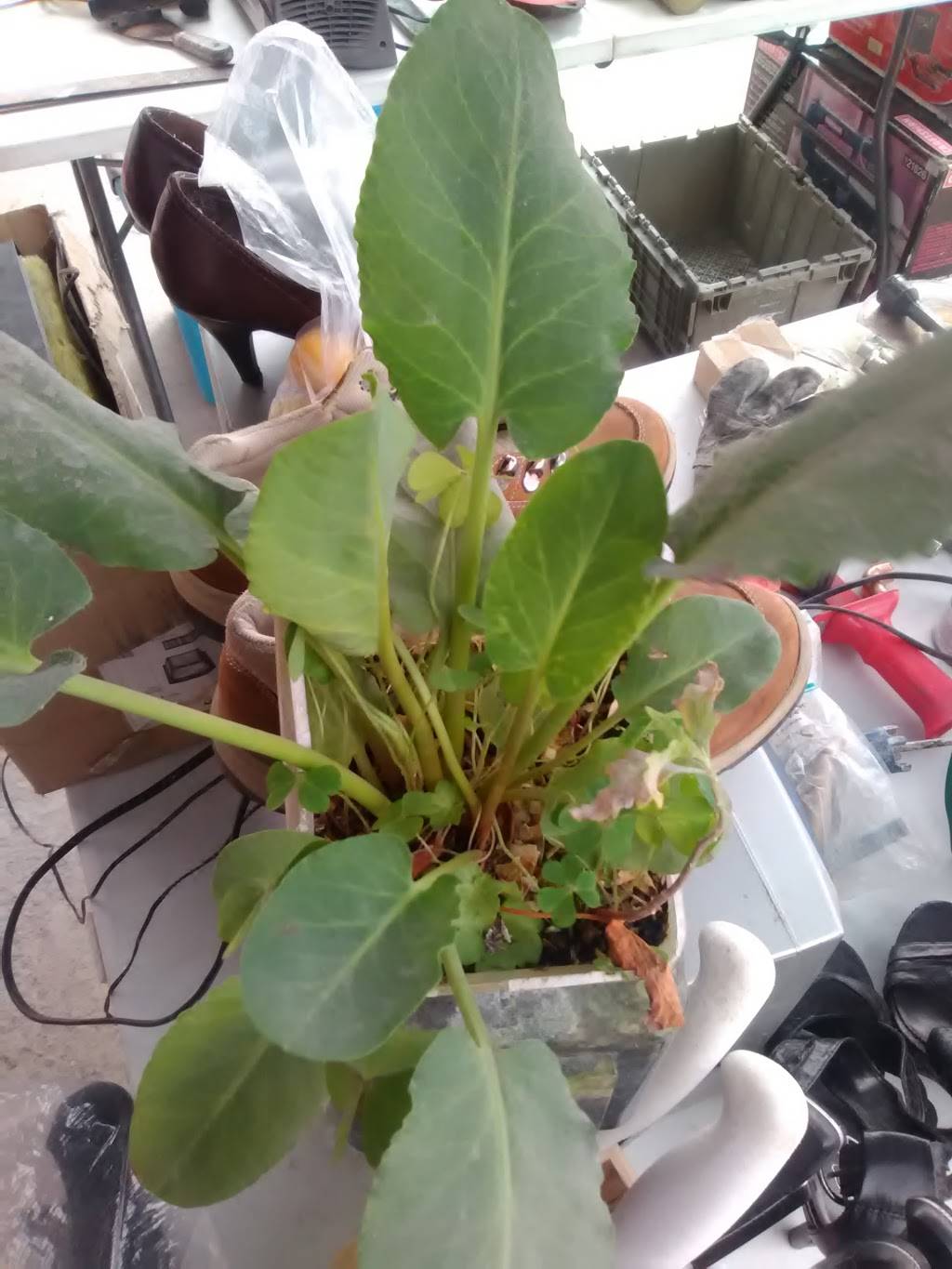 Rosticeria Lulus | restaurant | Benito Juárez 5, La Gloria, 22645 Tijuana, B.C., Mexico | 016646361008 OR +52 664 636 1008