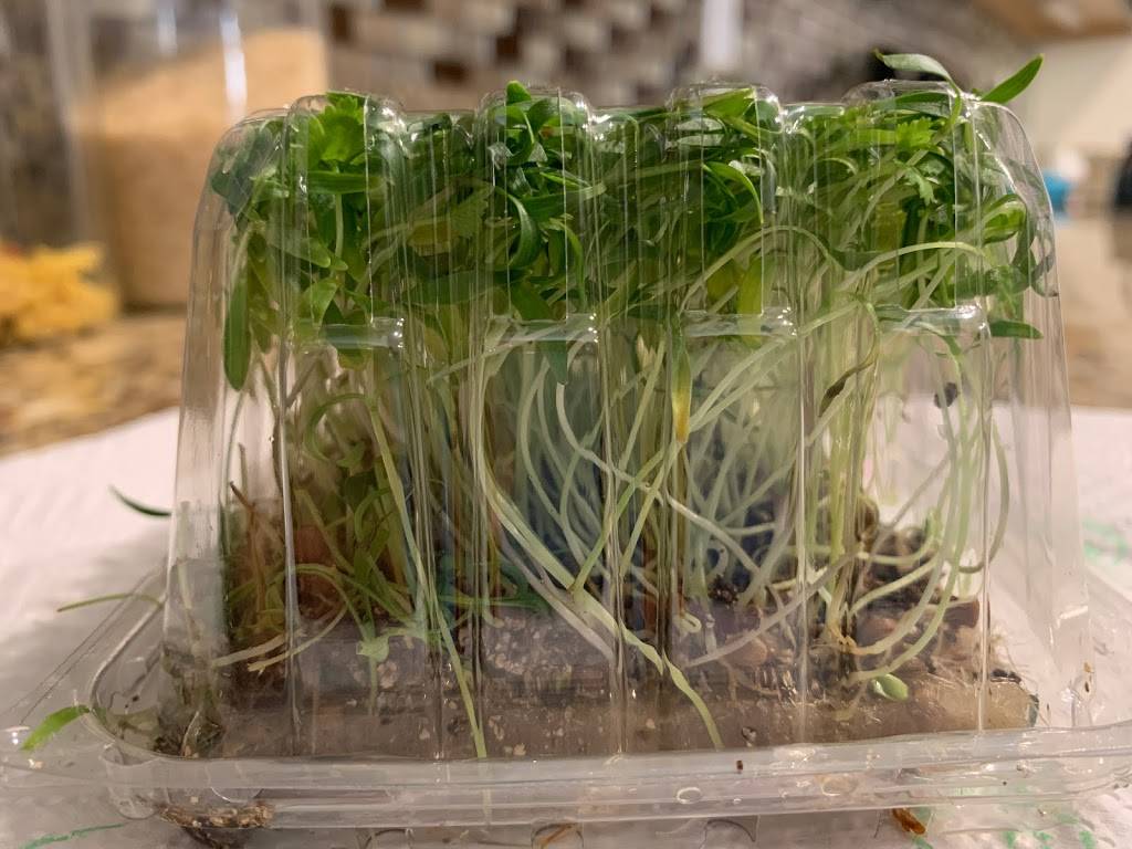 Microgreens from THE BOX | restaurant | 302 SE 24th St Lot#6, Ruskin, FL 33570, USA | 8134165444 OR +1 813-416-5444