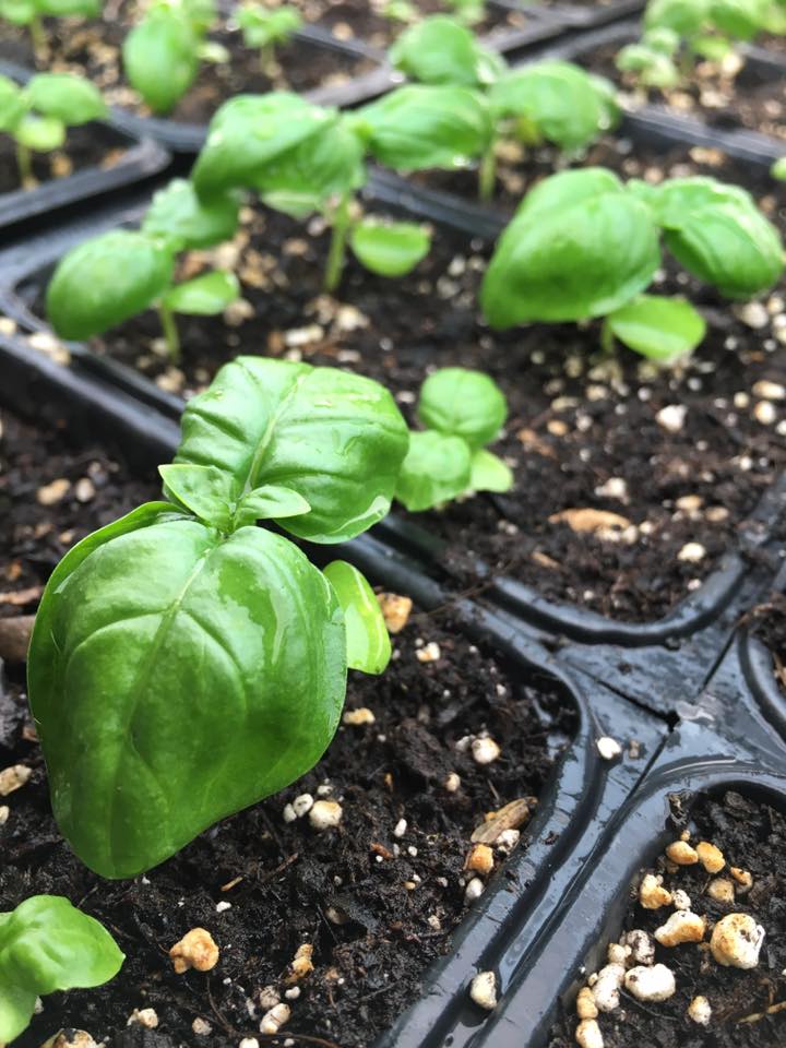 Coriander Kitchen and Farm | restaurant | 14601 Riverside Blvd, Detroit, MI 48215, USA | 3138224434 OR +1 313-822-4434