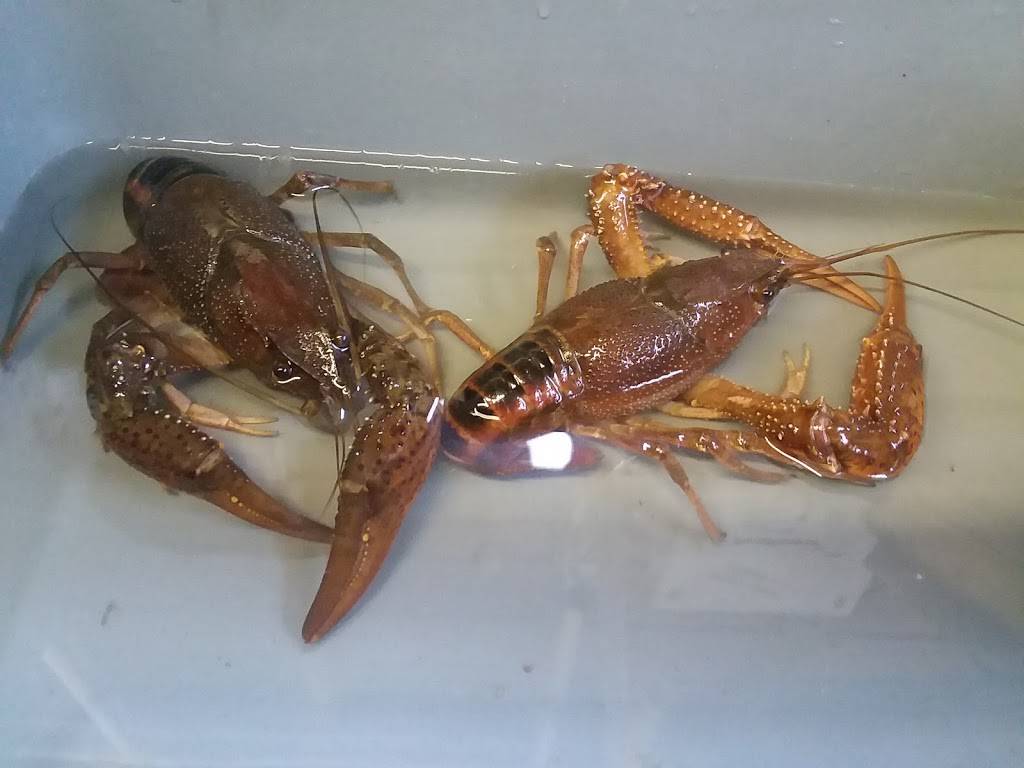 Chriss Restaurant | restaurant | 54013 LA-1062, Loranger, LA 70446, USA | 9858782030 OR +1 985-878-2030