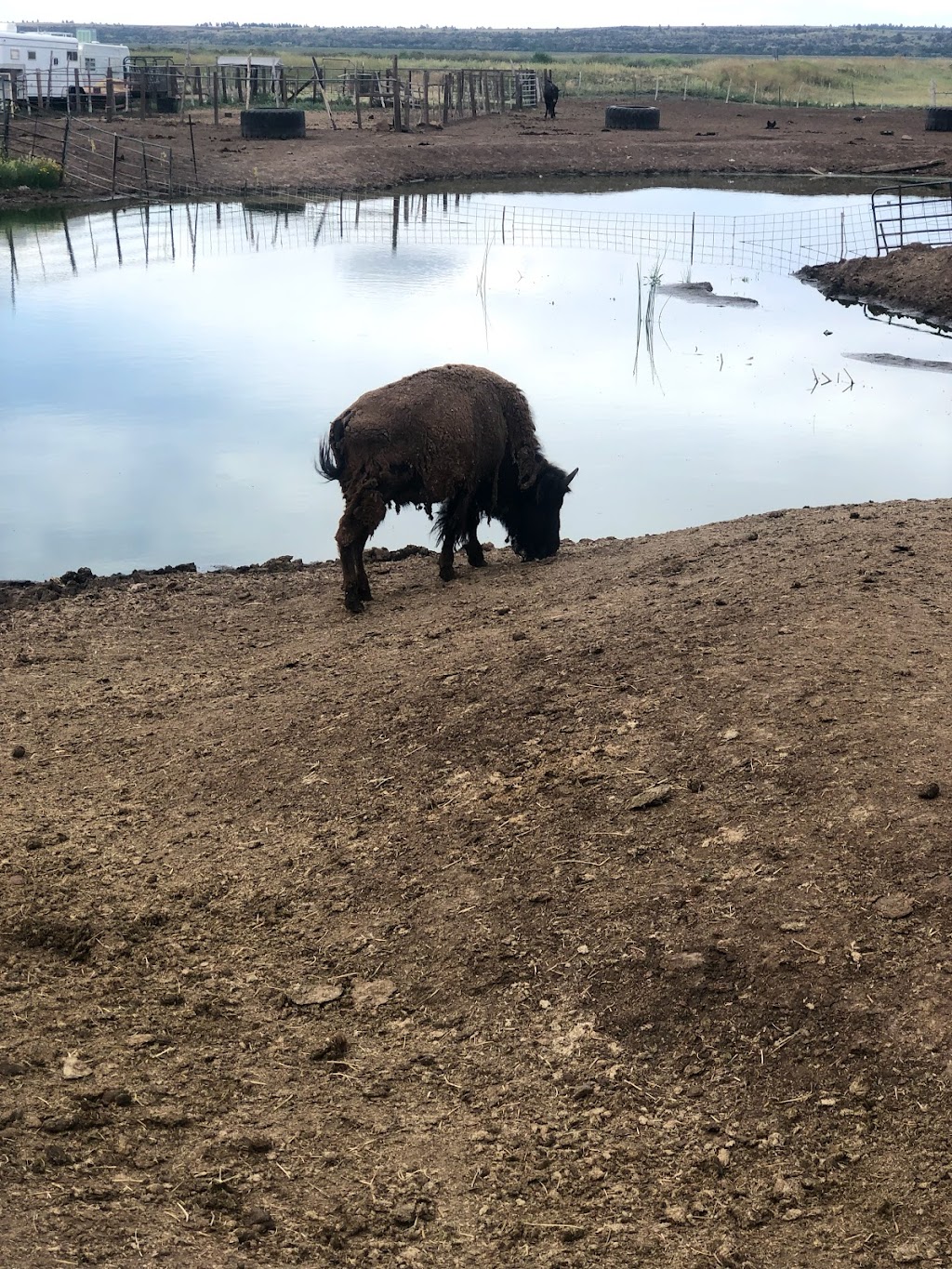 Mormon Lake Lodge Steak House | restaurant | 1 Mormon Lake Rd, Mormon Lake, AZ 86038, USA | 9283542227 OR +1 928-354-2227