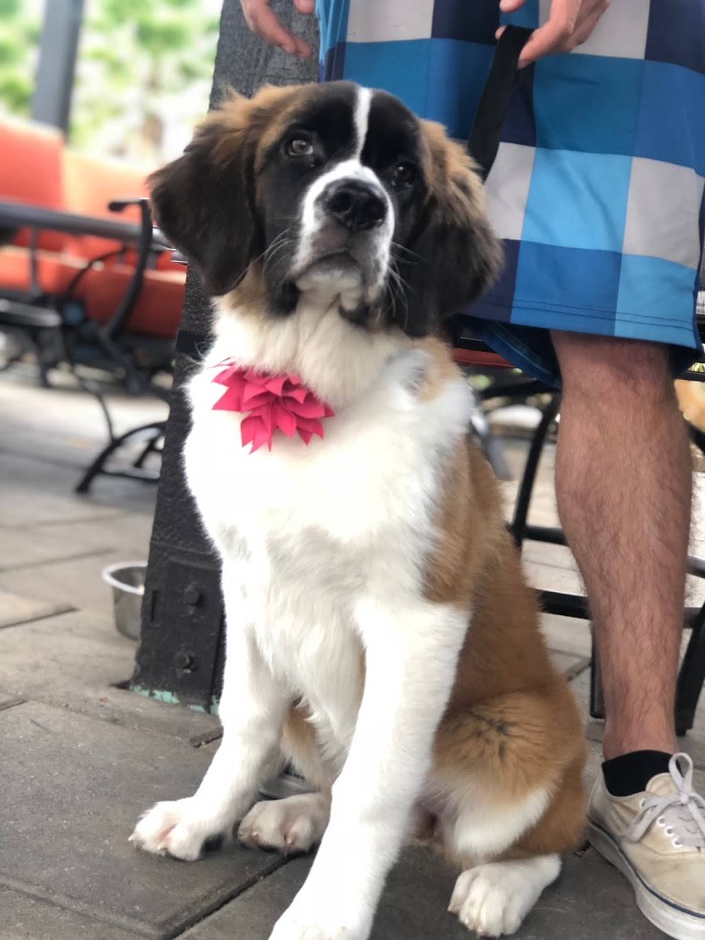 The Hidden Grill | restaurant | 925 W San Marcos Blvd #103, San Marcos, CA 92078, USA | 7607364400 OR +1 760-736-4400