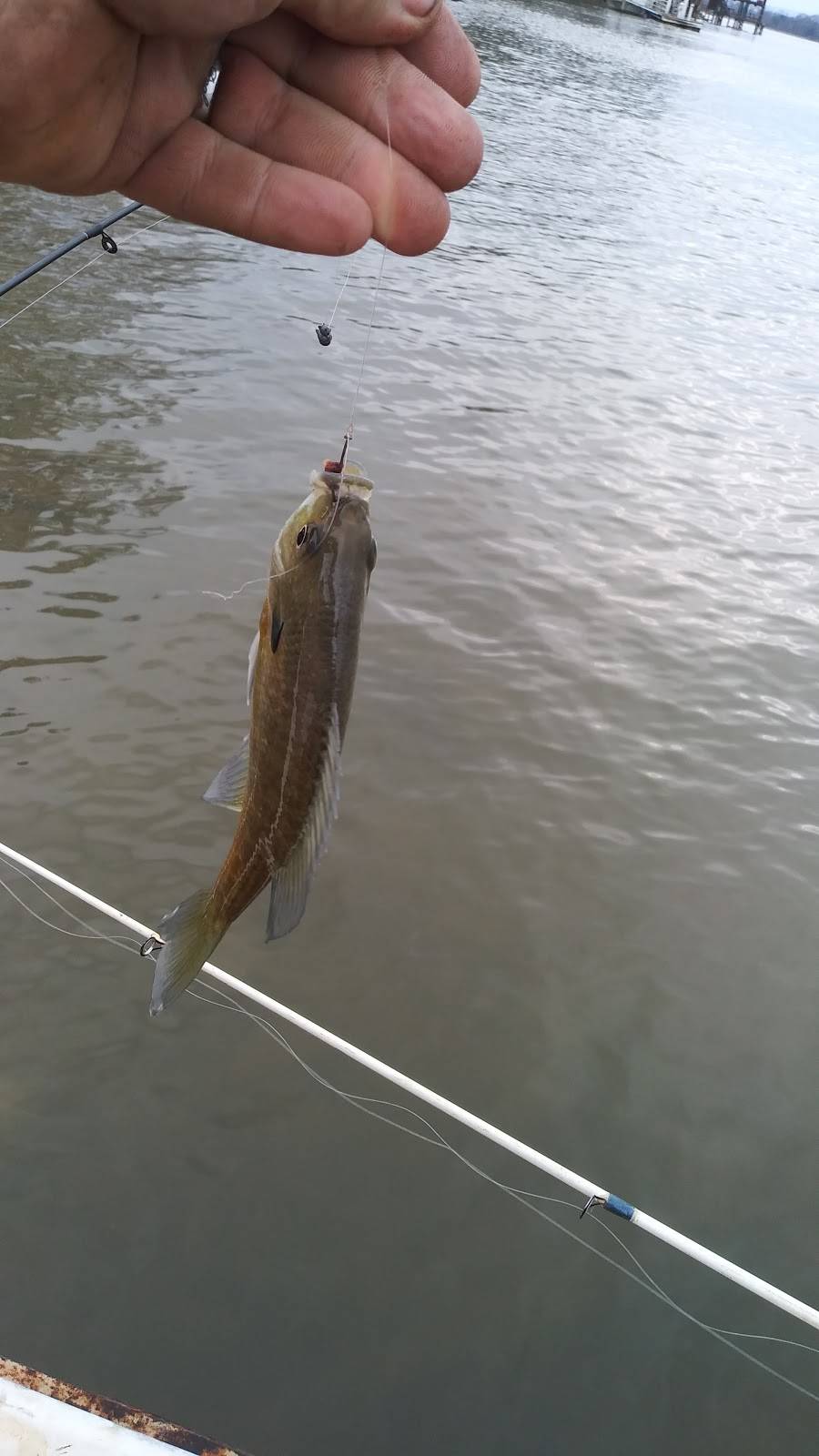 Cottonport Marina Restaurant | restaurant | Decatur, TN 37322, USA | 4234544110 OR +1 423-454-4110