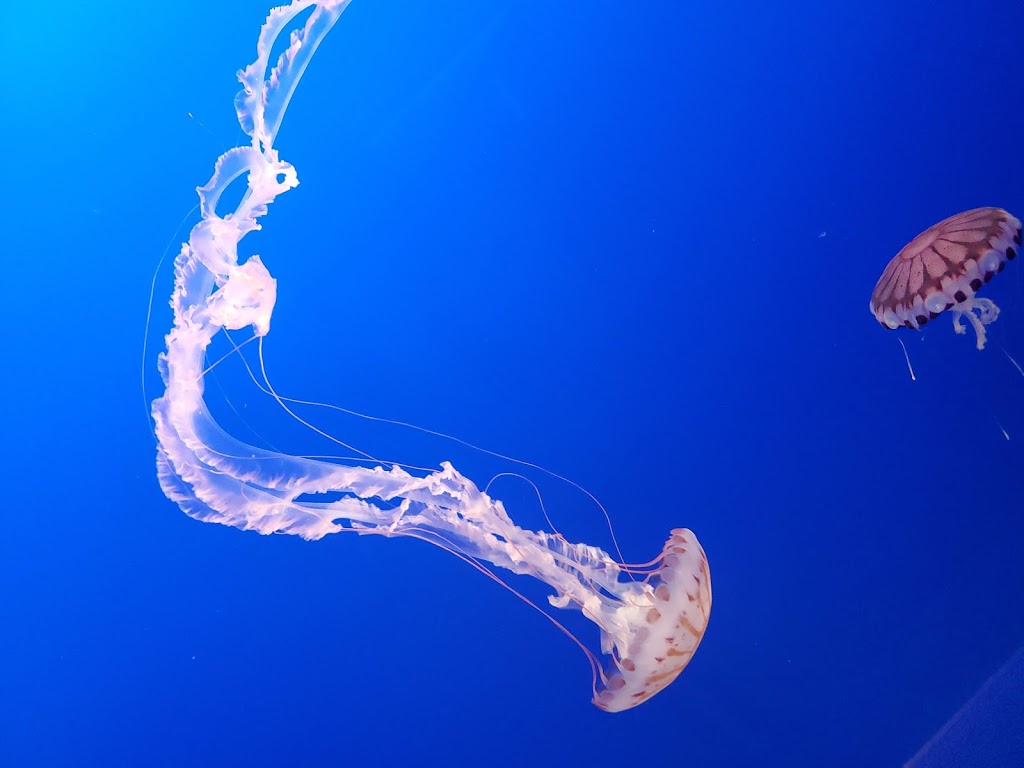 Fire Wings Florin Rd. | restaurant | 6013 Florin Rd #200, Sacramento, CA 95823, USA | 9162469968 OR +1 916-246-9968