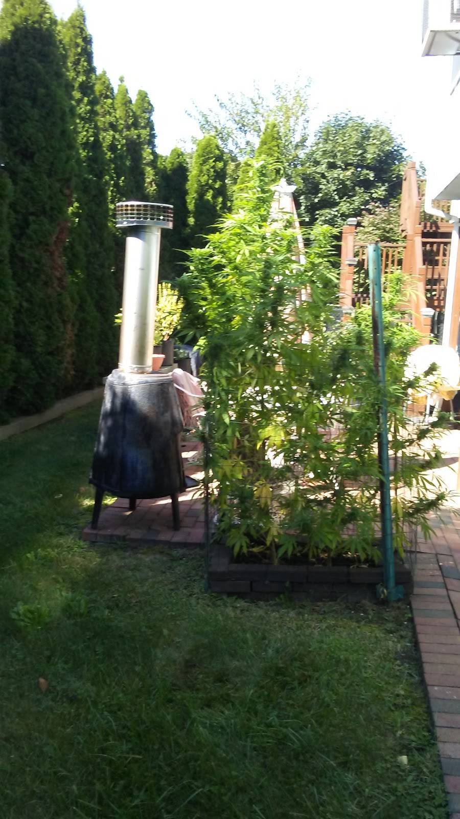 Goomba Johnnys Pizzeria | restaurant | 374 Mooney Pond Rd, Farmingville, NY 11738, USA | 6317360722 OR +1 631-736-0722