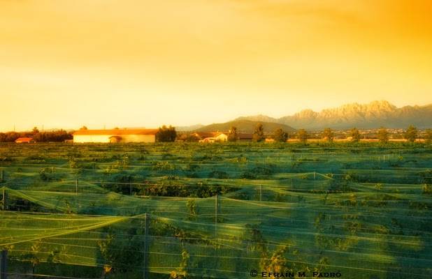 Rio Grande Vineyard & Winery | restaurant | 5321 Avenida de Mesilla, Las Cruces, NM 88005, USA | 5755243985 OR +1 575-524-3985