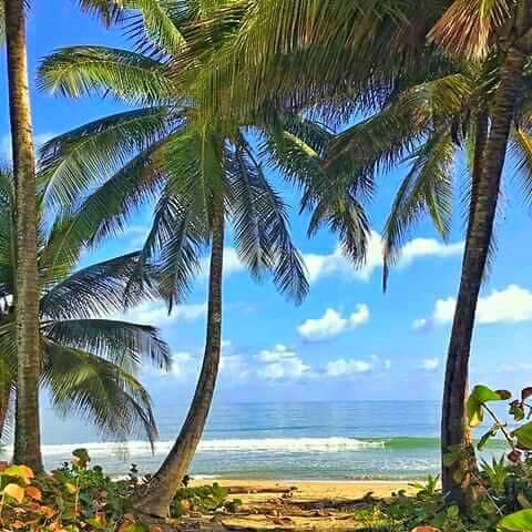 lechonera el guavate | restaurant | 5902 Seaboard Ave, Jacksonville, FL 32244, USA | 9048882639 OR +1 904-888-2639