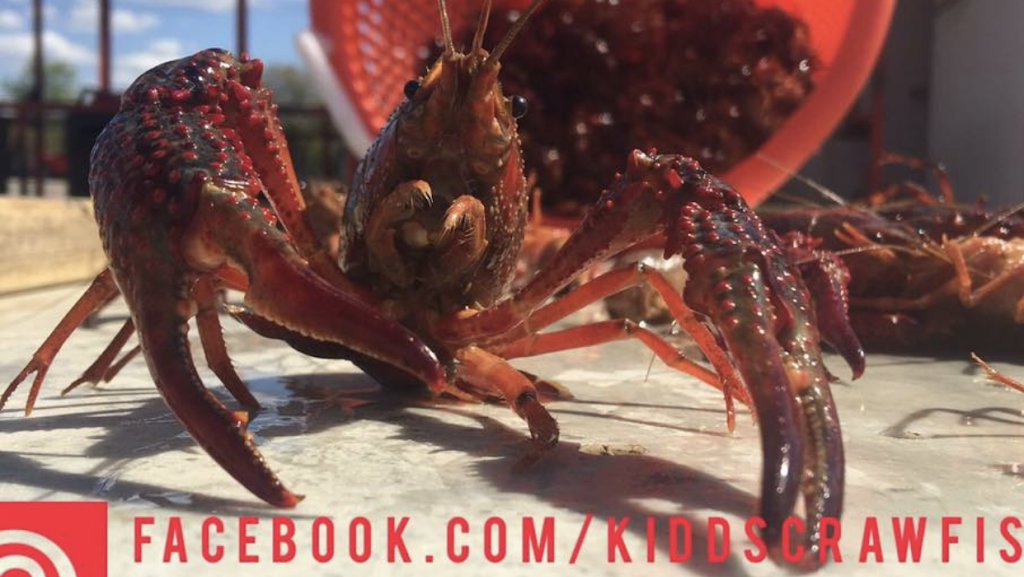 Kidd’s Crawfish Columbus | restaurant | 2407 A, US-45, Columbus, MS 39705, USA | 6624254177 OR +1 662-425-4177
