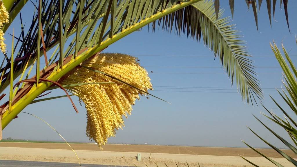 The Little Purple Barn, Murray Family Farms | restaurant | 9557 Copus Rd, Bakersfield, CA 93313, USA | 6618581100 OR +1 661-858-1100