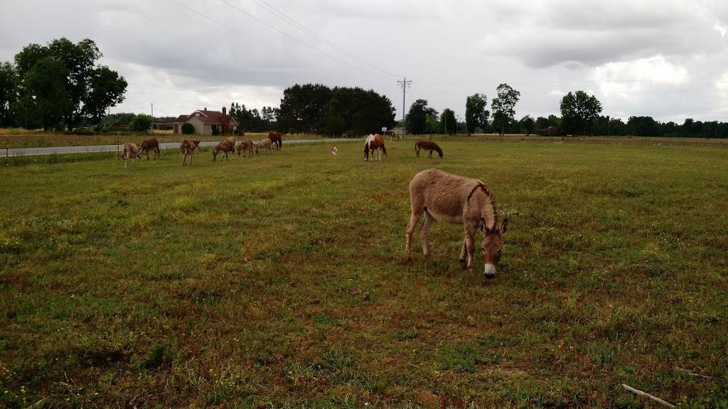 Norton Country Store | restaurant | 4171 State Rd S-26-33, Green Sea, SC 29545, USA | 8433921326 OR +1 843-392-1326
