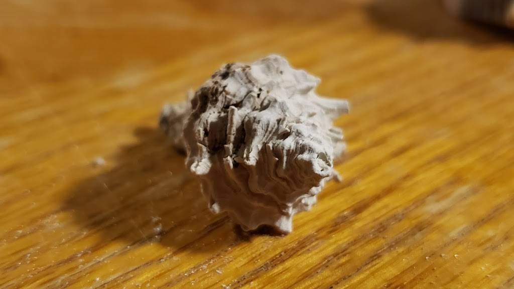 Shamrock Irish Pub | restaurant | 2201 Estero Blvd, Fort Myers Beach, FL 33931, USA | 2394638881 OR +1 239-463-8881