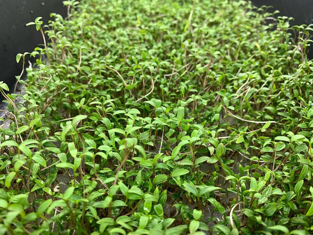 Microgreens from THE BOX | restaurant | 302 SE 24th St Lot#6, Ruskin, FL 33570, USA | 8134165444 OR +1 813-416-5444