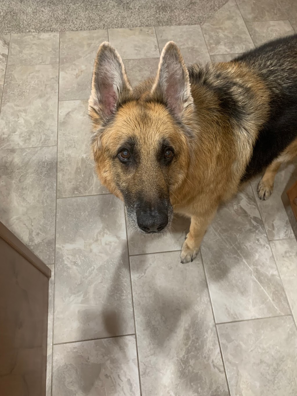 Loyal K-9 Southern Utah | restaurant | 2750 S 3970 St W, Hurricane, UT 84737, USA | 9513332901 OR +1 951-333-2901