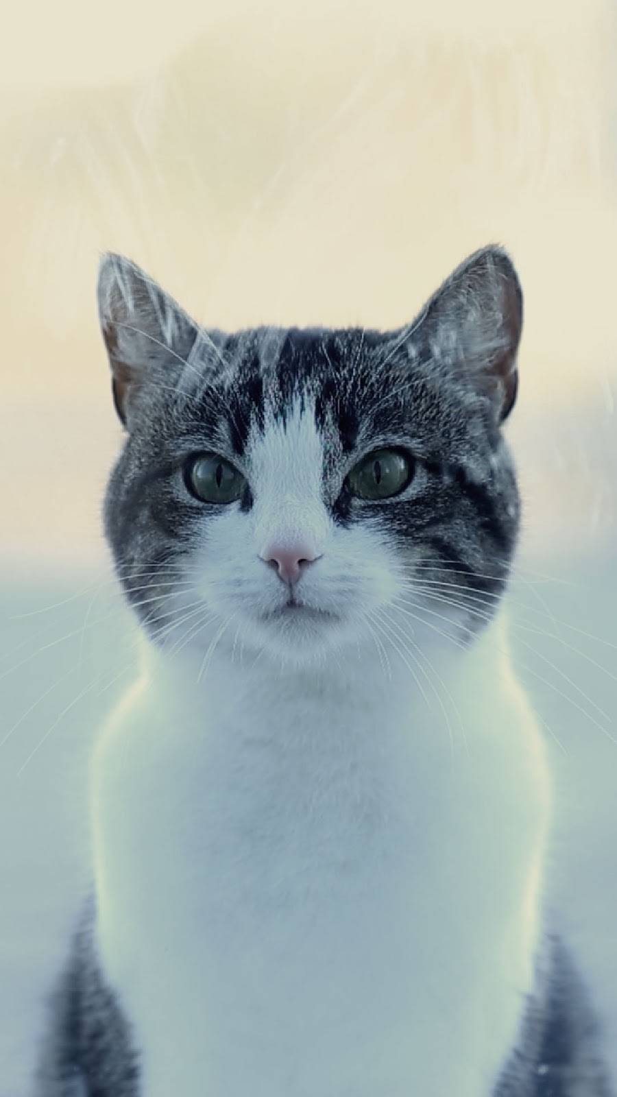 Bravo Pizzeria Inc | restaurant | 174 Rue Labelle, Saint-Jérôme, QC J7Z 5K7, Canada | 4504388888 OR +1 450-438-8888