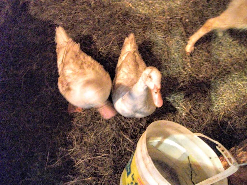 Cabane à Sucre et Salle de réception Paquette | restaurant | 419 5e Ave, Sainte-Anne-des-Plaines, QC J0N 1H0, Canada | 4504781074 OR +1 450-478-1074