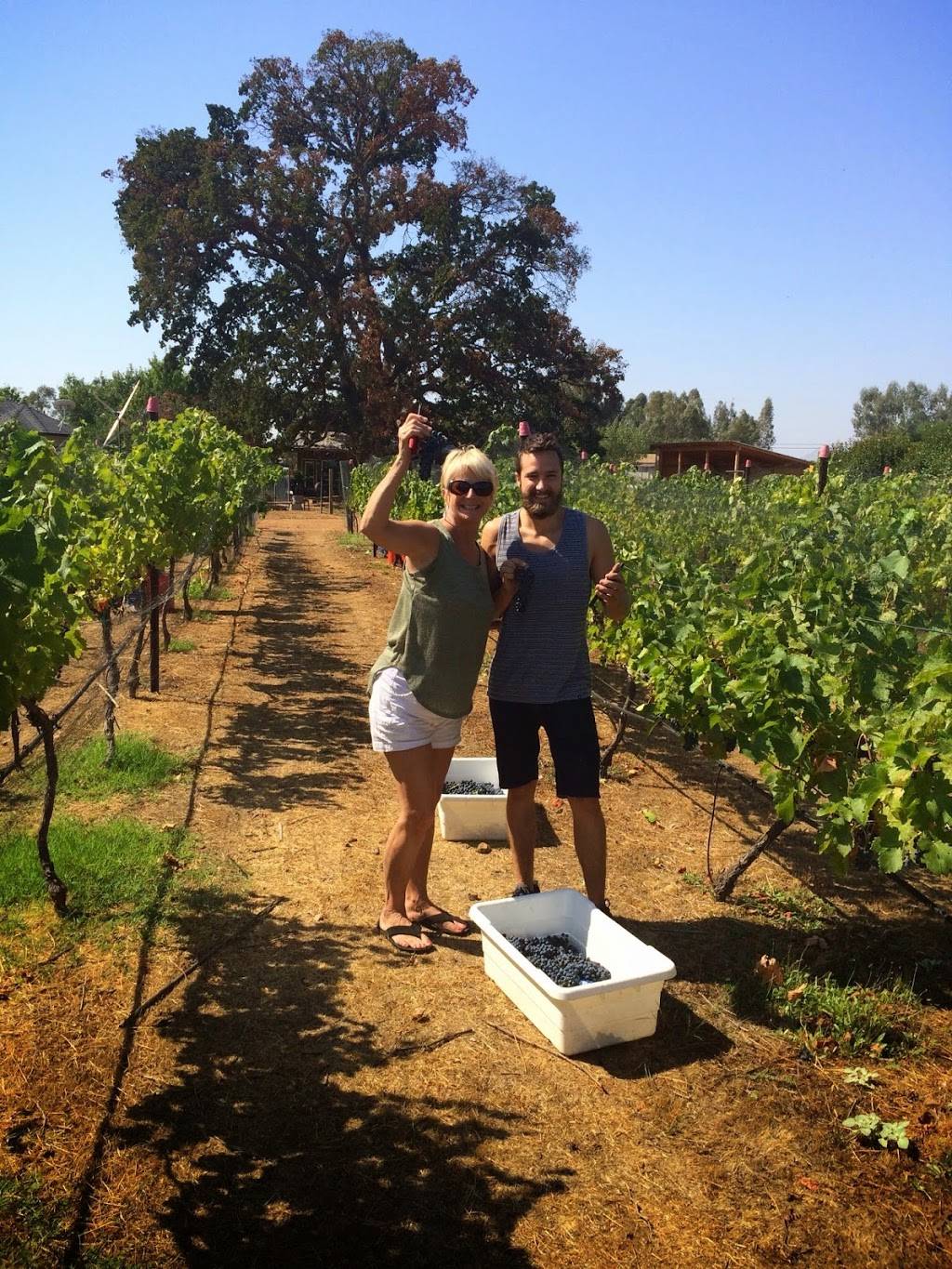 Tuscan Ridge Estate Winery | meal takeaway | 19260 Ridge Rd, Red Bluff, CA 96080, USA | 5305277393 OR +1 530-527-7393