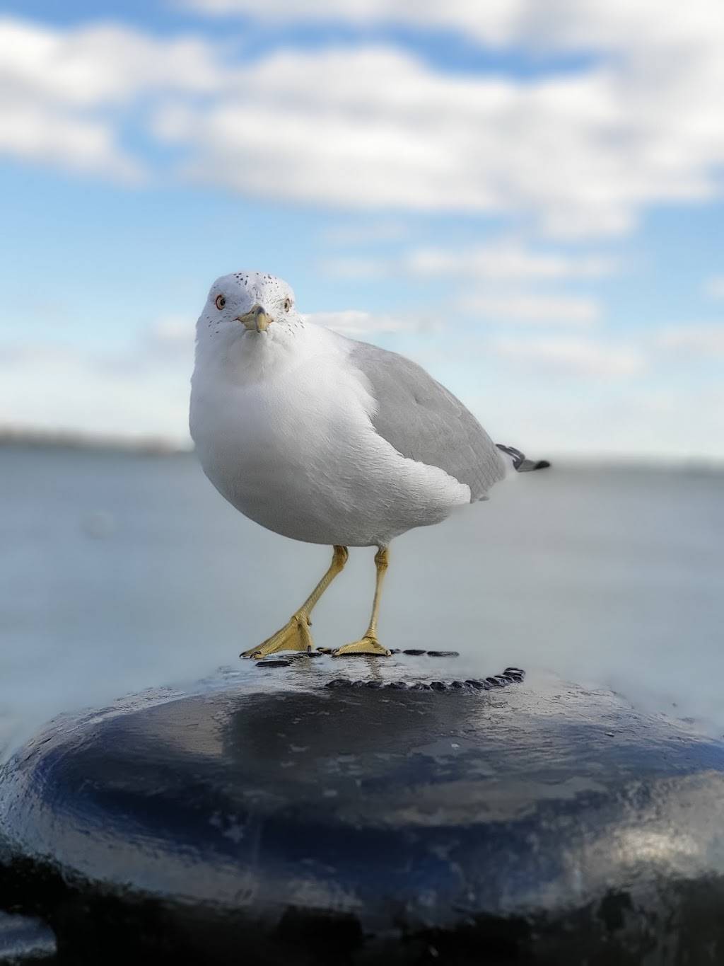 Waterline | restaurant | 296 State St, Boston, MA 02109, USA | 6172273838 OR +1 617-227-3838