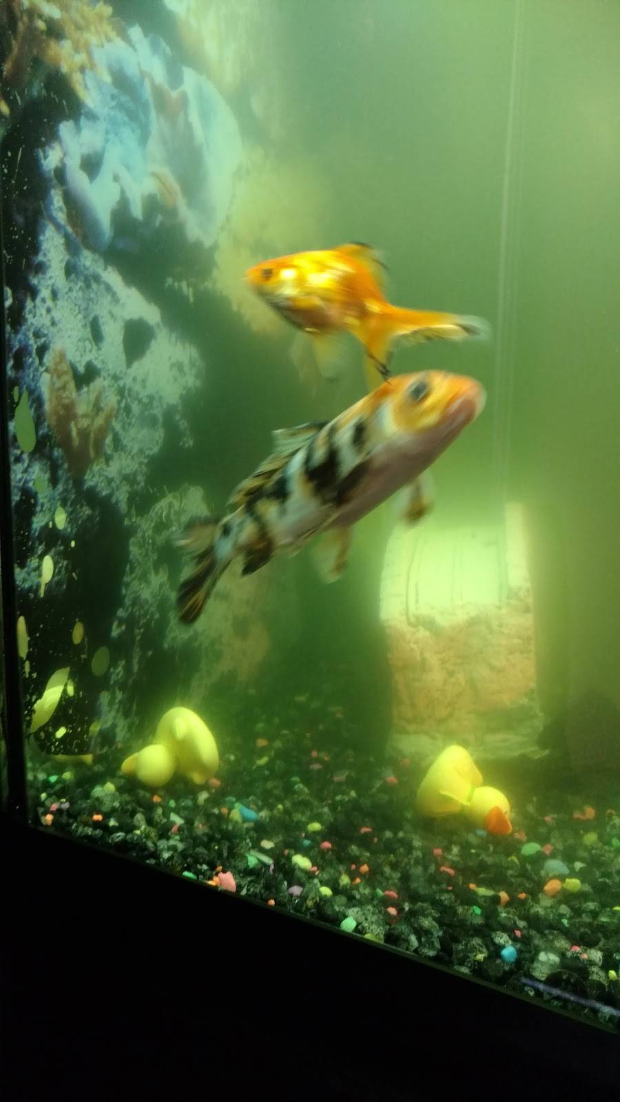 U Sushi | restaurant | 108 Marlboro Ave, Easton, MD 21601, USA | 4107638868 OR +1 410-763-8868