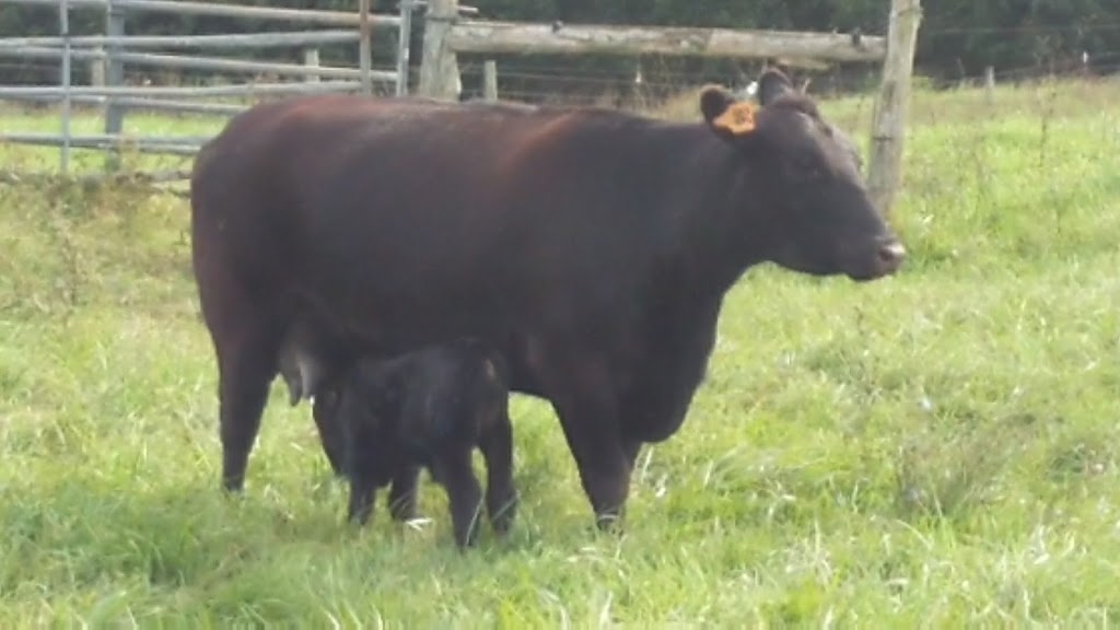 New London Farm & 460 Meats | restaurant | 2048 Bellevue Rd, Forest, VA 24551, USA | 4346104368 OR +1 434-610-4368