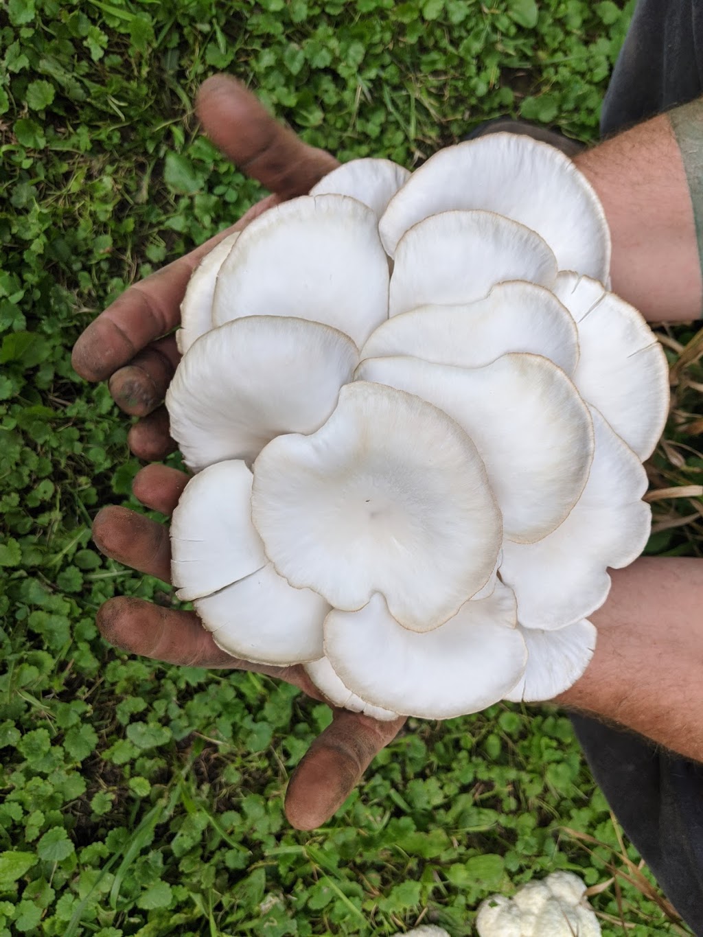 Picnics | restaurant | 101 N Hamilton St, Madison, WI 53703, USA | 6085611707 OR +1 608-561-1707