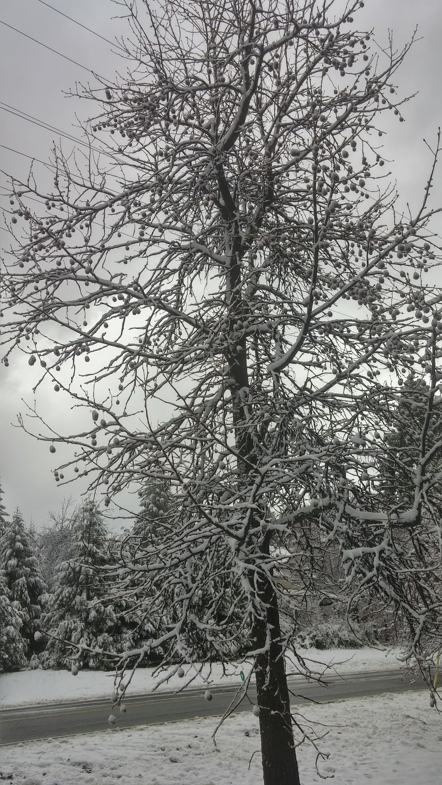 Megas Café | cafe | 24482 Main St, Foresthill, CA 95631, USA | 5303676686 OR +1 530-367-6686