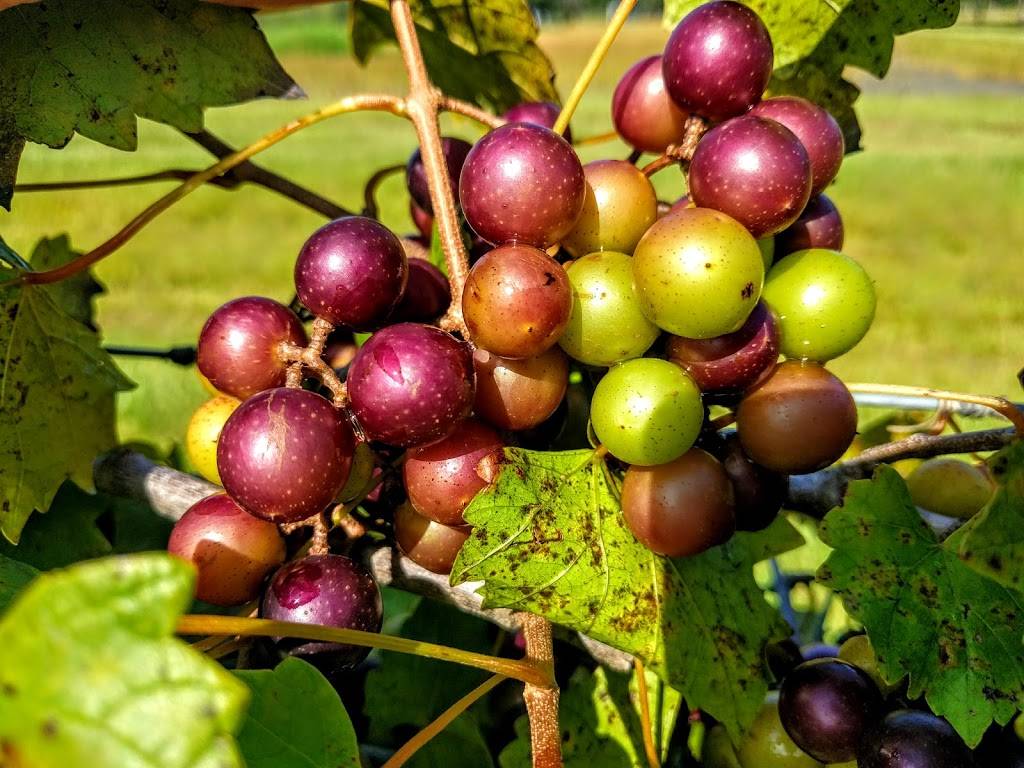 Congaree and Penn | restaurant | 11830 Old Kings Rd, Jacksonville, FL 32219, USA | 9045271945 OR +1 904-527-1945