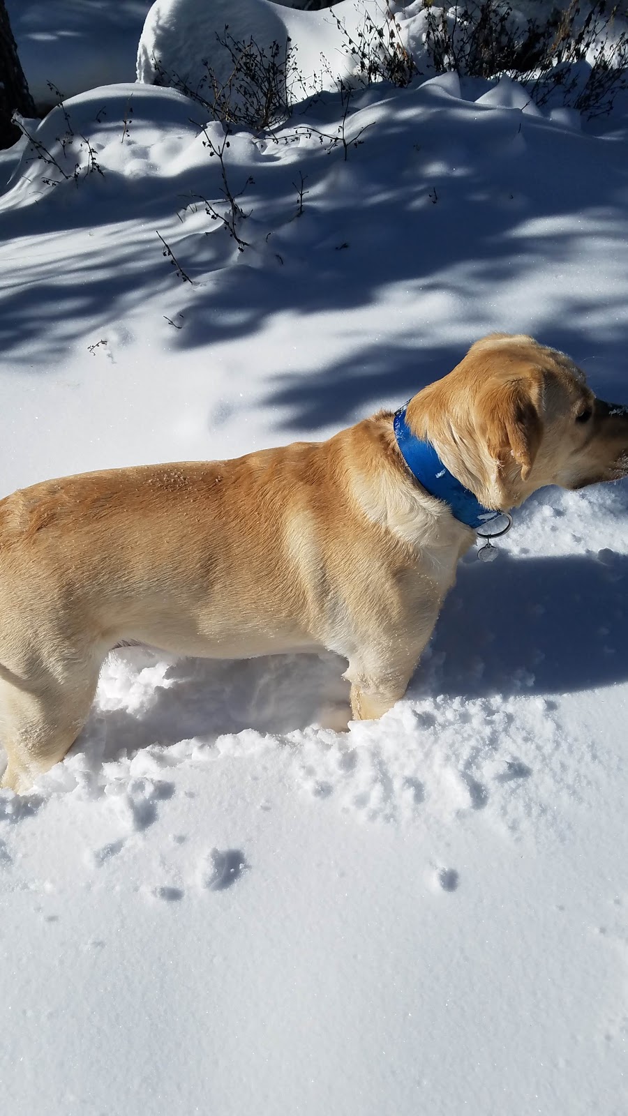 The Phoenix Grill | restaurant | 100 Kachina Rd, Taos Ski Valley, NM 87525, USA | 5757762291 OR +1 575-776-2291