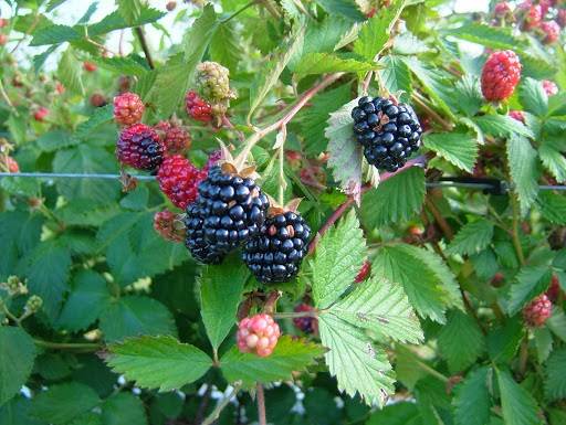 Berry Good Farms | restaurant | 930 William Gibbs Rd, Tifton, GA 31793, USA | 2298210746 OR +1 229-821-0746