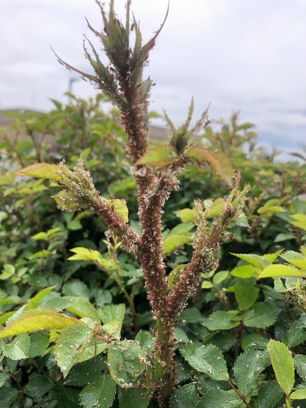 The Human Bean | cafe | 11633 W State St, Star, ID 83669, USA | 2086294637 OR +1 208-629-4637