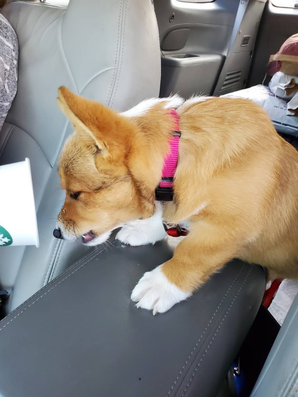 Starbucks | cafe | 2800 E Whitestone Blvd #140, Cedar Park, TX 78613, USA | 5122601627 OR +1 512-260-1627