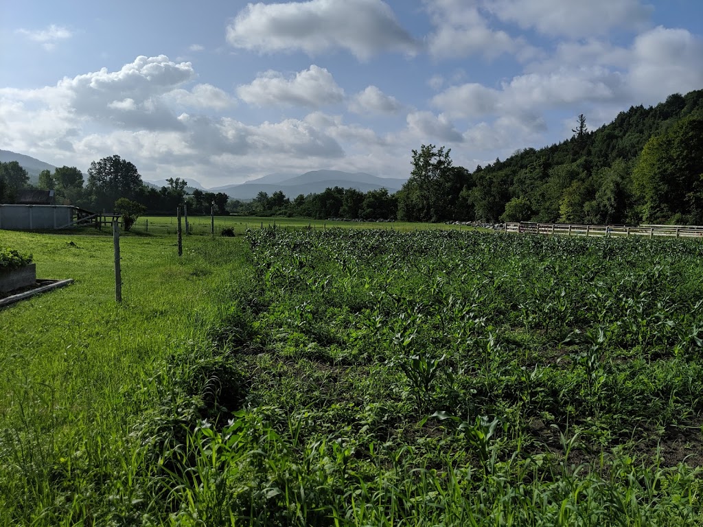 The Black Lantern Inn | restaurant | 2057 N Main St, Montgomery, VT 05470, USA | 8023263269 OR +1 802-326-3269