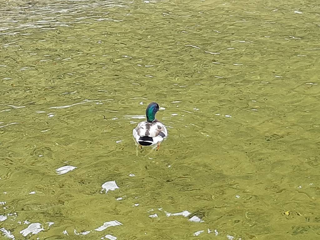 Resto Bistro Le Parissi | restaurant | 44 Rue Principale, Chénéville, QC J0V 1E0, Canada | 8194281200 OR +1 819-428-1200