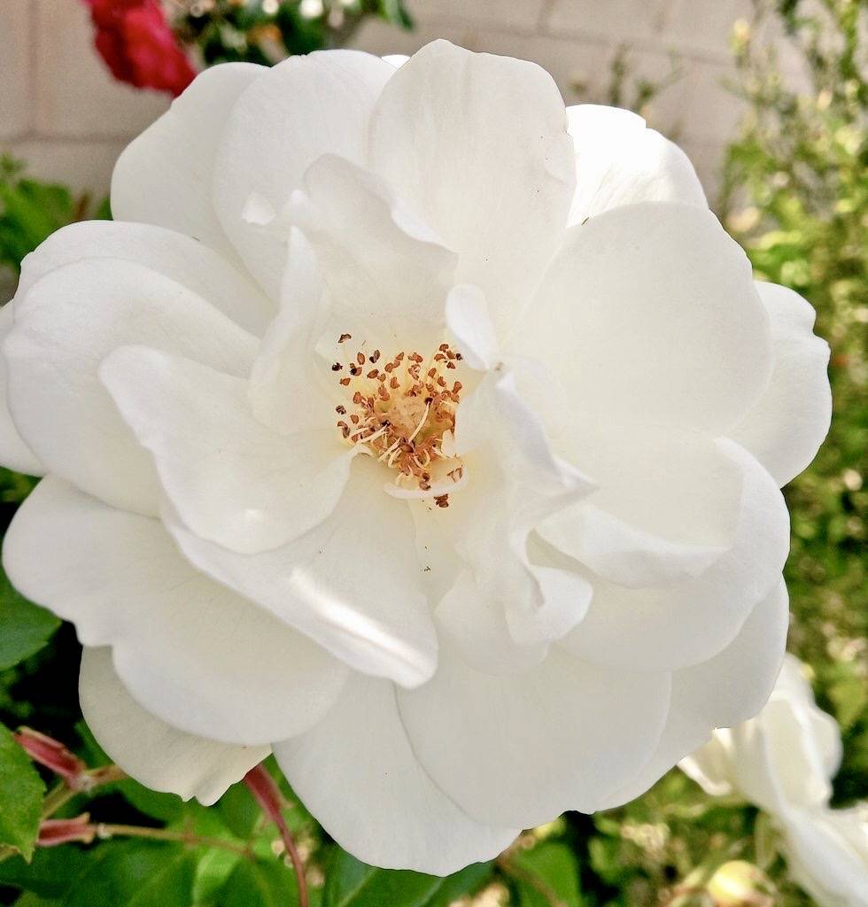 Jade Palace | restaurant | 1714 S 5th St, Philadelphia, PA 19148, USA | 2152718990 OR +1 215-271-8990