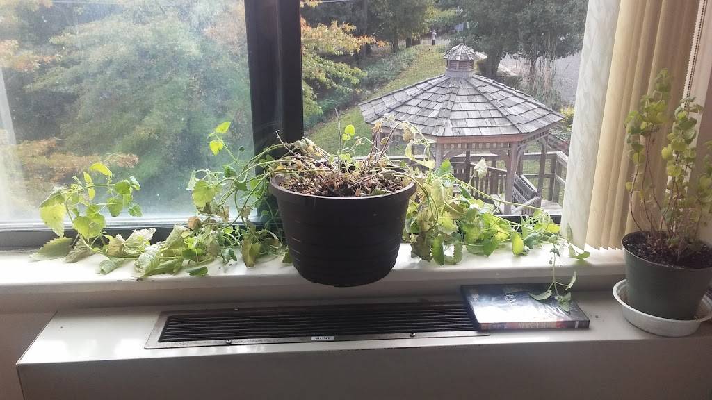 Frostburgers | restaurant | 167 E Main St, Frostburg, MD 21532, USA | 2402842597 OR +1 240-284-2597