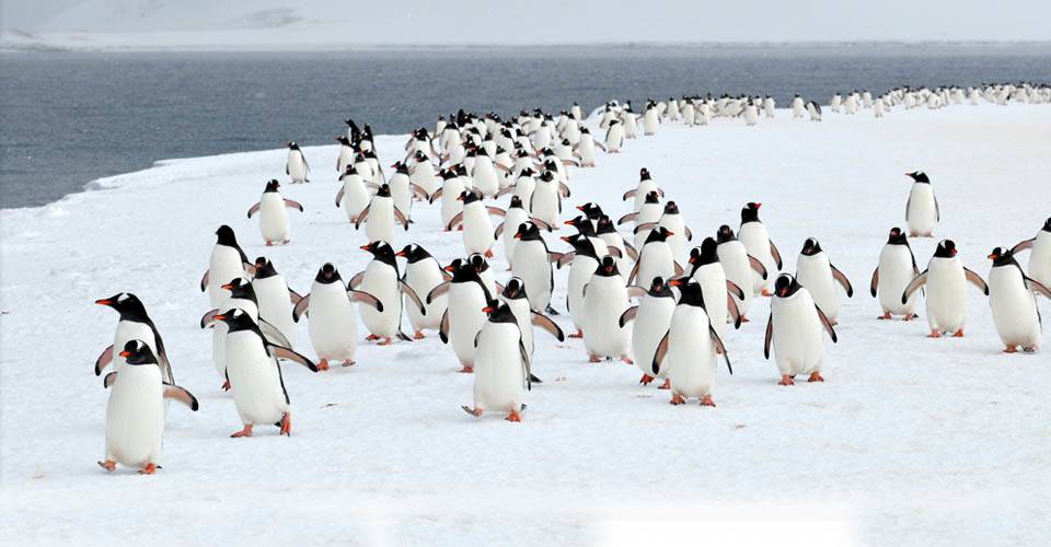 Agnello Travel | restaurant | 240 Lincoln Ave, Hawthorne, NJ 07506, USA | 9734272028 OR +1 973-427-2028