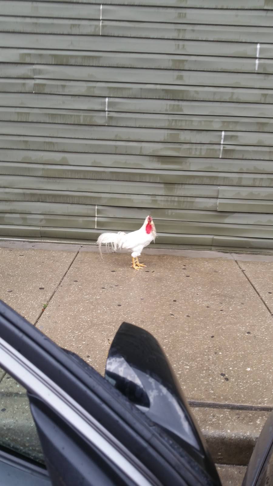 La Cecina | restaurant | 1934 W 47th St, Chicago, IL 60609, USA | 7739279444 OR +1 773-927-9444