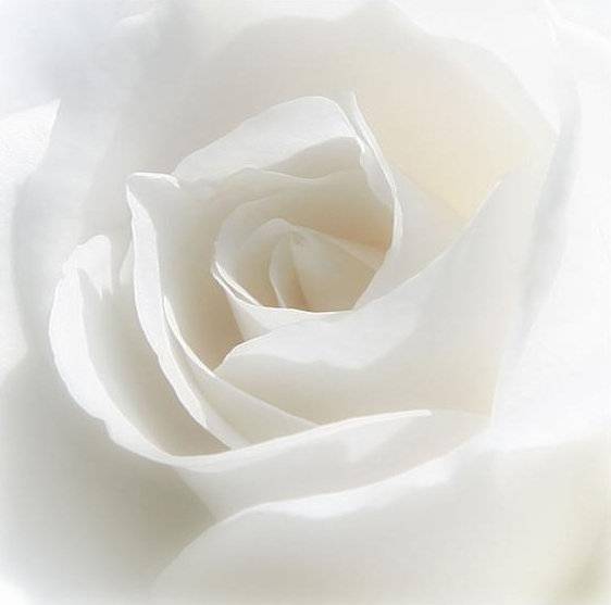 Rose Garden Restaurant | restaurant | 1124 Plains Rd W, Burlington, ON L7T 1H3, Canada | 9057771880 OR +1 905-777-1880