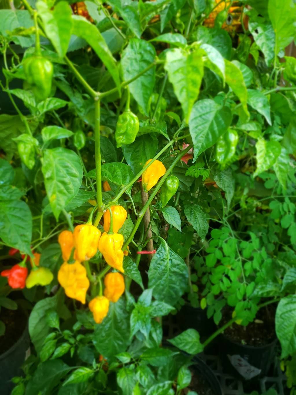 Reggae Shack Cafe | restaurant | 619 W University Ave, Gainesville, FL 32601, USA | 3523775464 OR +1 352-377-5464