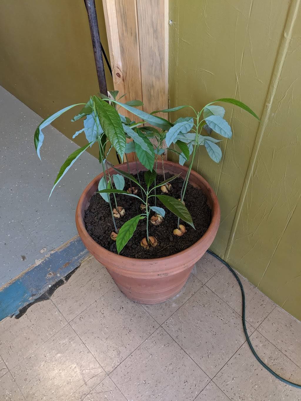 Samurai Madame | restaurant | 1627, 202 Jersey St, Silverton, OR 97381, USA | 9713700077 OR +1 971-370-0077