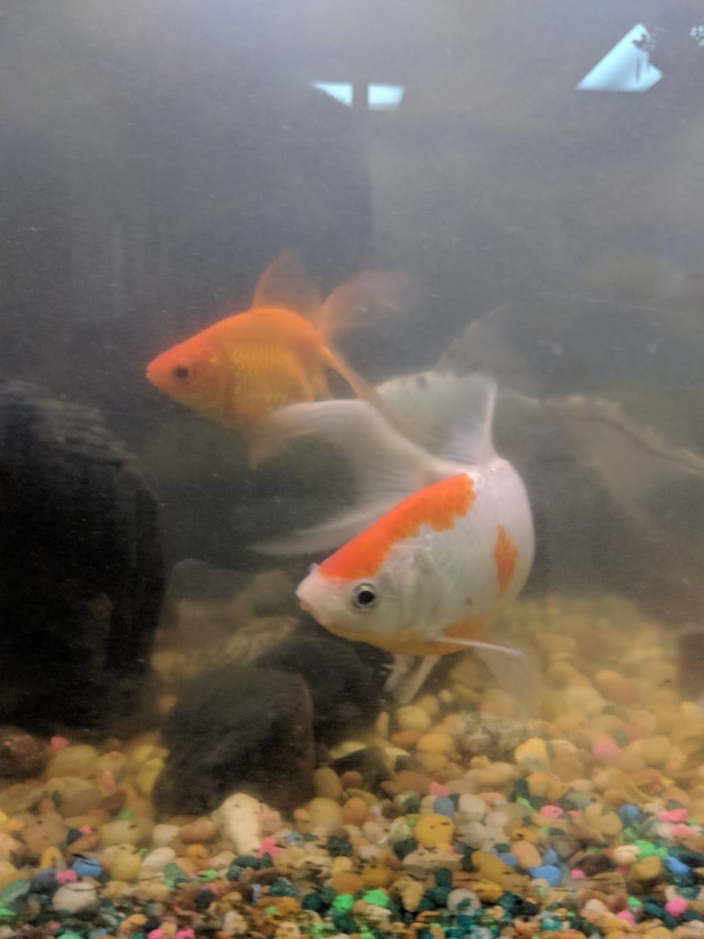 China 1 | meal delivery | 126 Breckenridge Ln, Louisville, KY 40207, USA | 5028976511 OR +1 502-897-6511