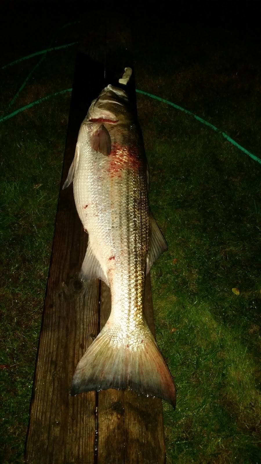 Taqueria Mi Pueblito | restaurant | 1819, 204 E Montauk Hwy, Hampton Bays, NY 11946, USA | 6315941463 OR +1 631-594-1463