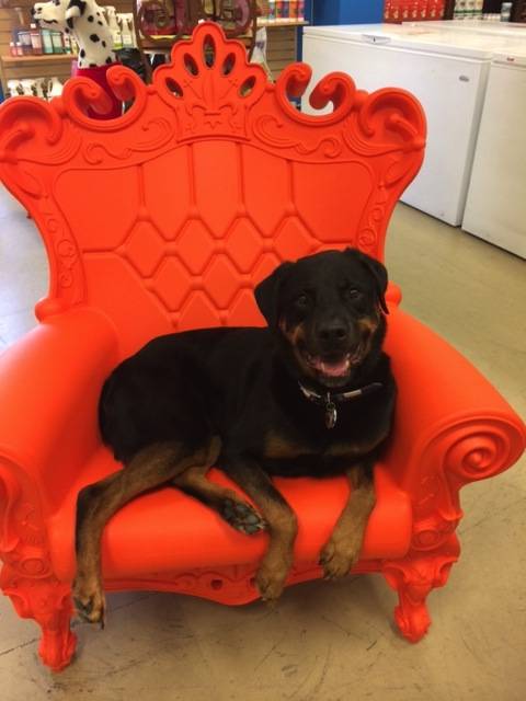 Bones2Go! | restaurant | 8805 Jones Rd #B101, Jersey Village, TX 77065, USA | 2818978000 OR +1 281-897-8000