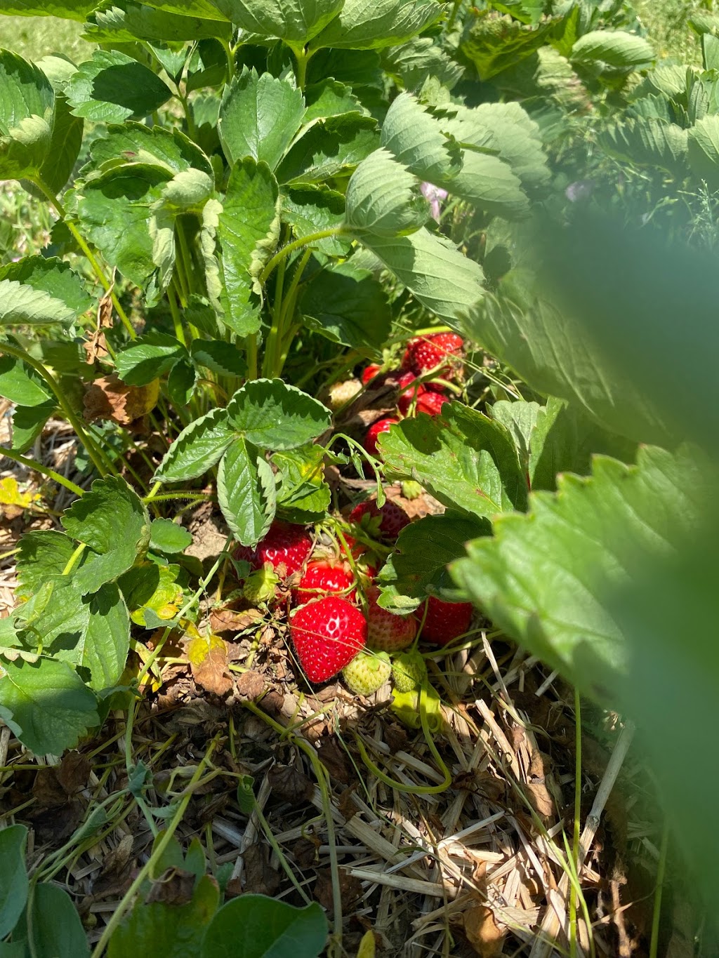 Blakes Backyard Almont | bakery | 5600 Van Dyke Rd, Almont, MI 48003, USA | 8107983251 OR +1 810-798-3251