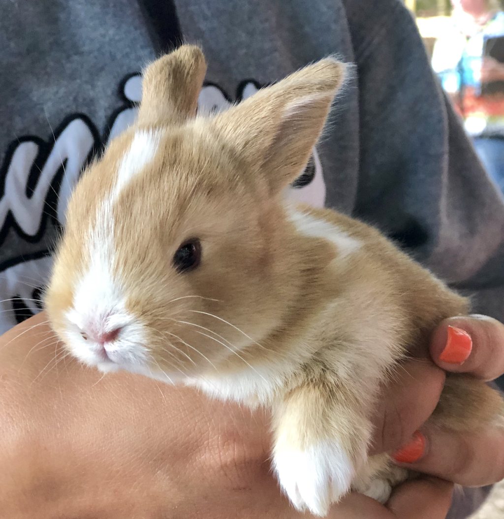 Santa’s Farm - Reservations Required | restaurant | 35317 Huff Rd, Eustis, FL 32736, USA | 3523579863 OR +1 352-357-9863