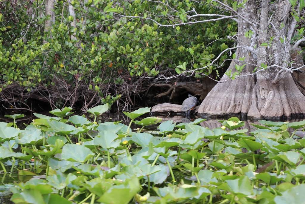 Coopertown The Original Airboat Tour | restaurant | 22700 SW 8th St, Miami, FL 33194, USA | 3052266048 OR +1 305-226-6048
