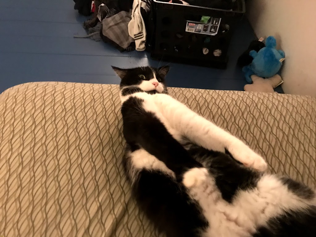 Despacito 2 Cafe | meal delivery | 4939 Marsh Hawk Trail NW, Norcross, GA 30092, USA | 7708233719 OR +1 770-823-3719