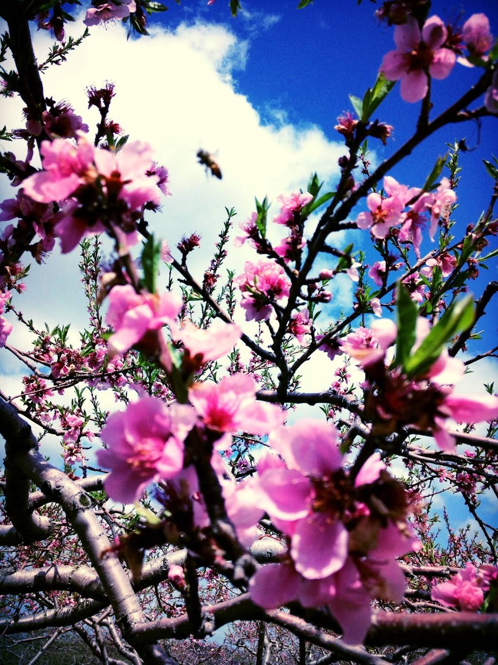 Dawsons Orchards, Inc. | restaurant | 122 Petersburg Rd, Enon Valley, PA 16120, USA | 7246677719 OR +1 724-667-7719